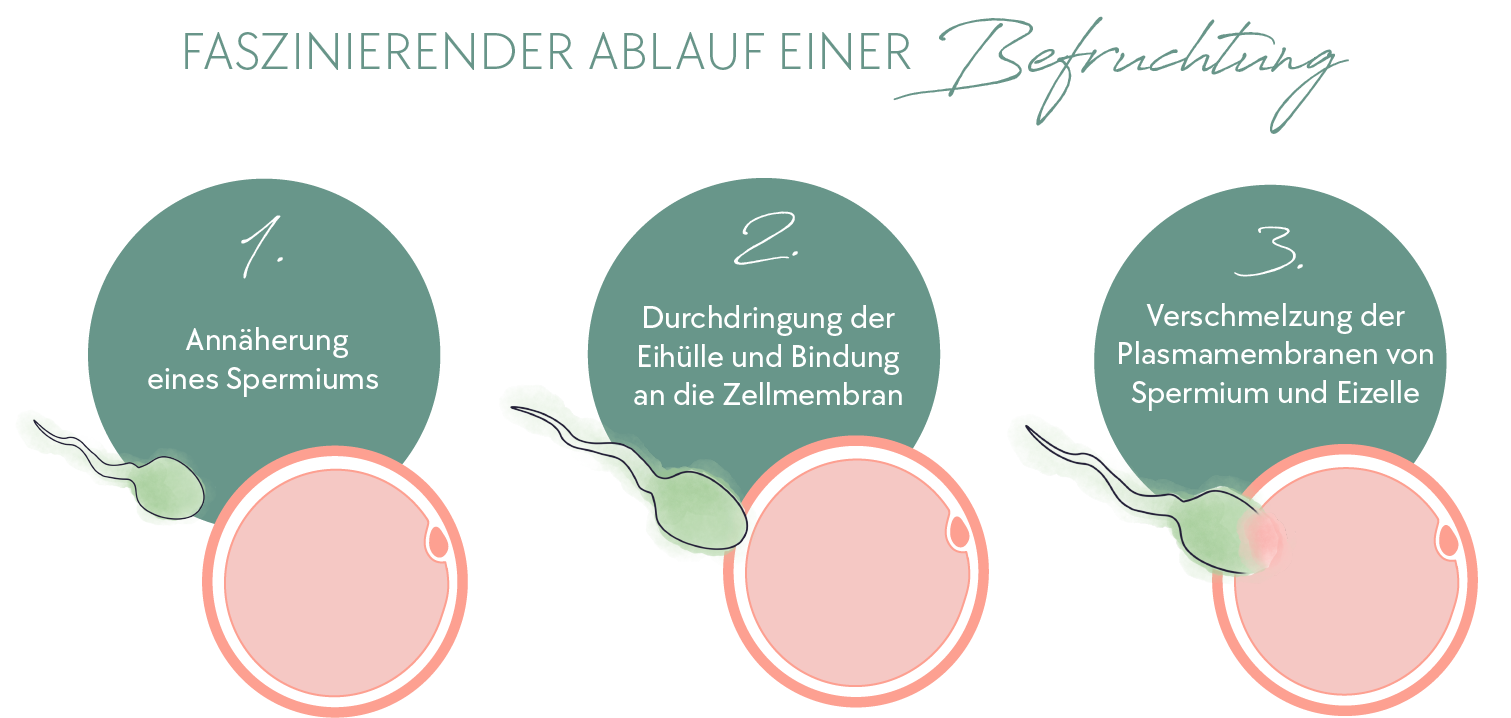 Ablauf einer Befruchtung