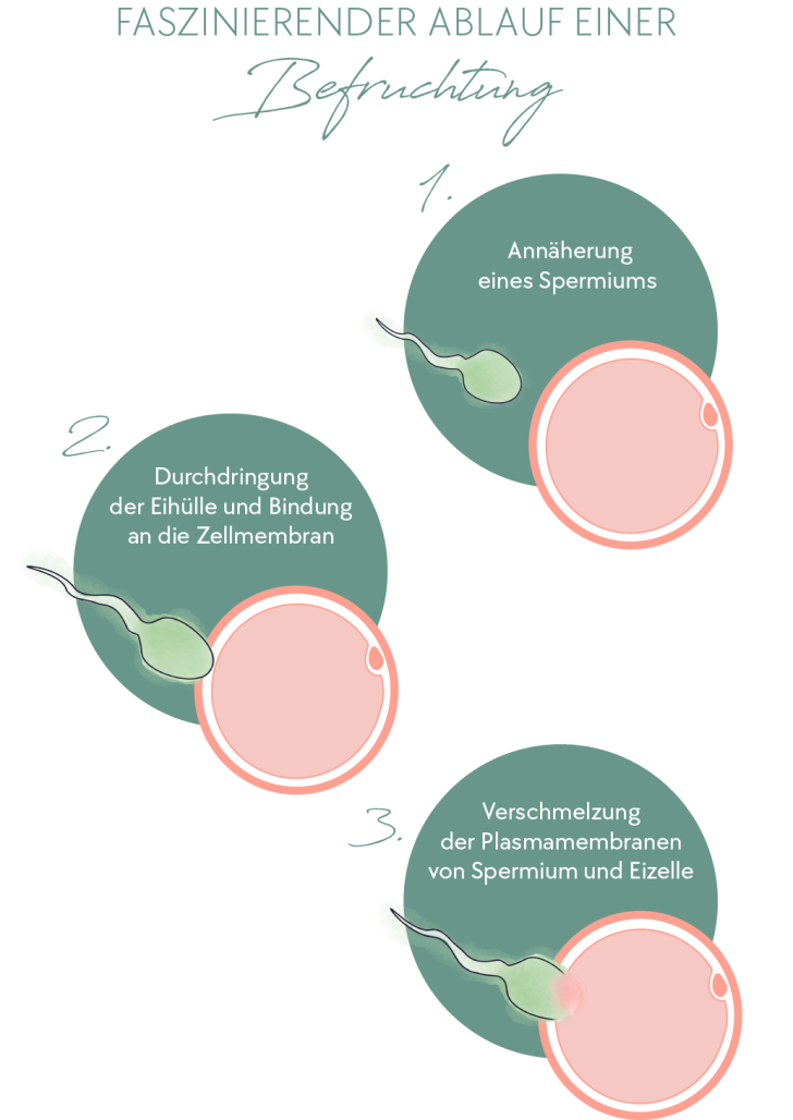 Ablauf einer Befruchtung