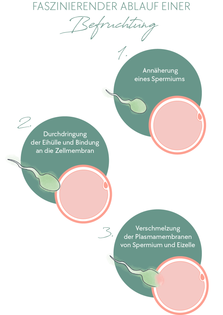 Ablauf einer Befruchtung