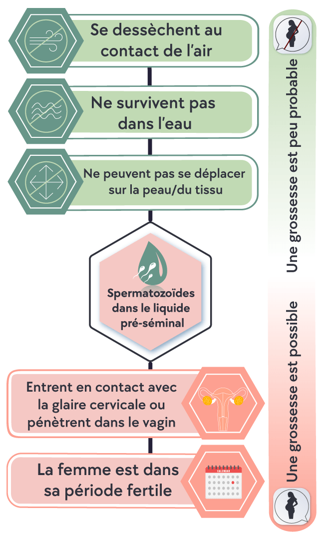 Tomber enceinte sans pénétration ?